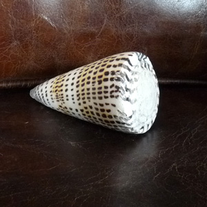 Coquillage Conus Leopardus