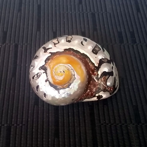 Coquillage (r13937)