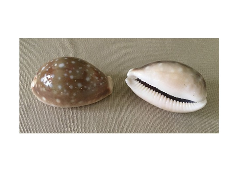 cypraea vittelus (r18964)