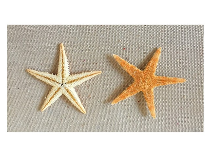 etoile de mer (r18959)